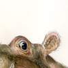 hippo