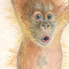 orangutan2