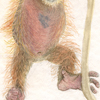 orangutan3