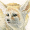 fennec