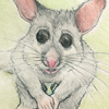 possum